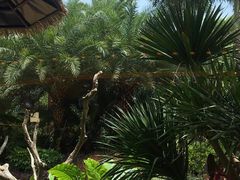 -美食小镇·观赏珍稀鸟类·长隆熊猫酒店