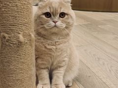 -CAT’S MEWSTAR CAFE·喵星球猫屋(晴湾咖啡店)