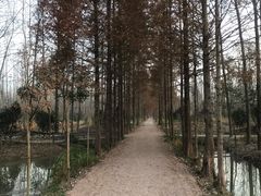 -合肥滨湖国家森林公园