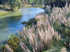 -贡湖湾湿地公园