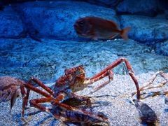 -新加坡海鲜共和(名胜世界圣淘沙海滨坊)