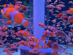 -海合安成都极地海洋公园