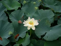 -东平国家森林公园