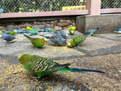 -南宫五洲植物乐园