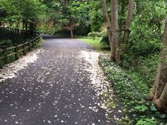 iphone_upload_pic-千岛湖龙川湾
