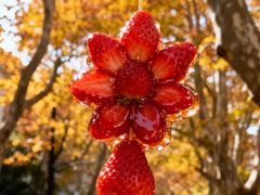 -中栗华栗子(鞍山道店)