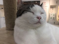 -喵园·猫主题咖啡厅·撸猫·猫咖(国贸店)