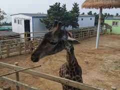 -西霞口神雕山野生动物世界
