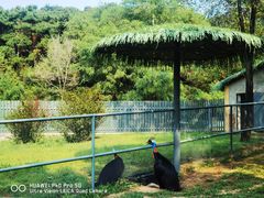 -沈阳森林动物园