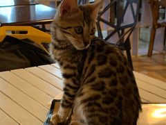 -Cappucimeow猫咪咖啡馆(韦伯时代店)