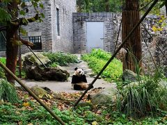 -都江堰中华大熊猫苑