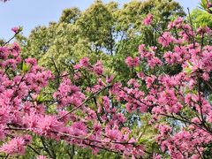 -南汇桃花村