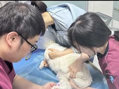 -纳吉亚猫专科动物诊疗中心(蒋宅口分院)