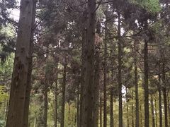 -东平国家森林公园