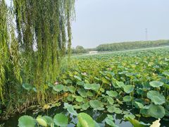 -大兴滨河森林公园