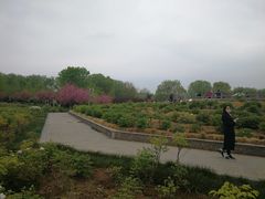-洛阳市隋唐城遗址植物园