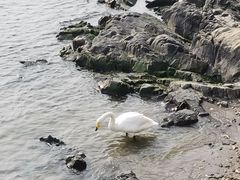 -烟墩角天鹅湖