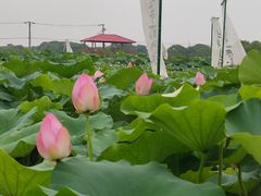 -嘉北郊野公园