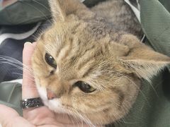 -瑞派动物医院·猫专科·至诚(江南中分院)