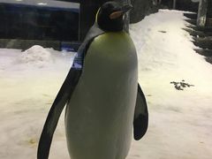 -悉尼海洋生物水族馆