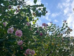 -中华孝德园