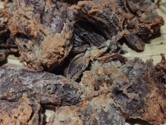 酥炸羊肉-华福羊汤馆(小市总店)