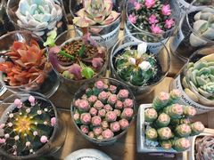 -双季花艺园艺市场(浦东店)