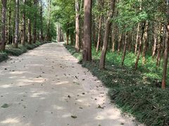 -日照海滨国家森林公园
