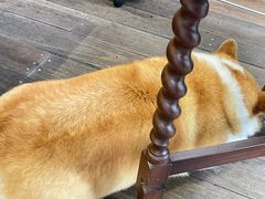 -肥朵食堂(带梦胡同店)