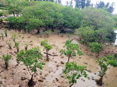 -宝安西湾红树林湿地公园