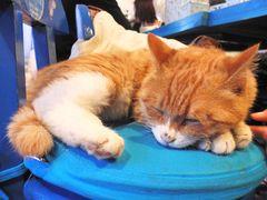 占我座位o(￣ヘ￣o＃)~-Sirena海妖日咖夜酒