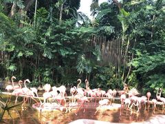 -新加坡飞禽公园