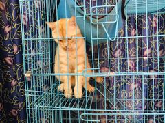 -胡椒猪肚汤(康王店)