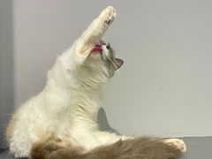 -极木²邸 人与宠物·互动社区