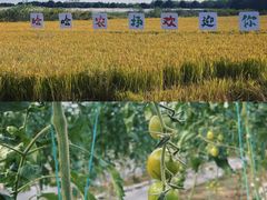 -广富林郊野公园