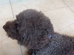 -瑞派申生动物医院·24H夜诊·国际动物医疗中心·骨外科(吴中路店)