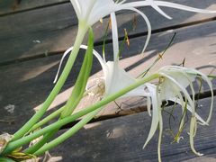 -花溪公园