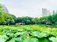 -陈家山荷花公园