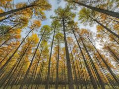 -塞罕坝国家级自然保护区