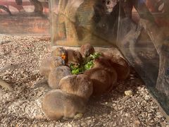 -zoonana室内动物园(东方福来德店)