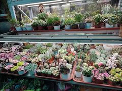 -武汉花鸟市场