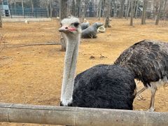 -大连森林动物园