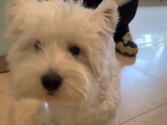 -瑞派申生动物医院·24H夜诊·国际动物医疗中心·骨外科(吴中路店)