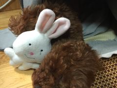 -翊宠yipet猫狗购宠庄园犬舍•猫舍