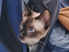 -纳吉亚猫专科动物诊疗中心(蒋宅口分院)