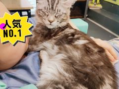-十年猫舍·猫咪专门店(普陀店)