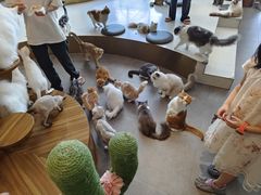 -飞行喵MR PILOT|猫舍·猫咖(静安大融城店)