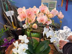 -双季花艺园艺市场(浦东店)