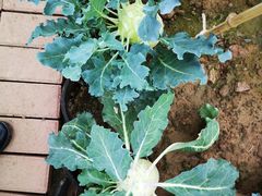 -海上花岛玫瑰园采摘