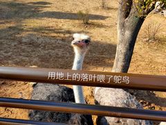 -安徽大青山野生动物世界